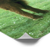 Highland Steer, Insel Mull, Innere Poster (Ecke)