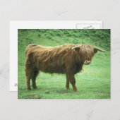 Highland Steer, Insel Mull, Innere Postkarte (Vorne/Hinten)