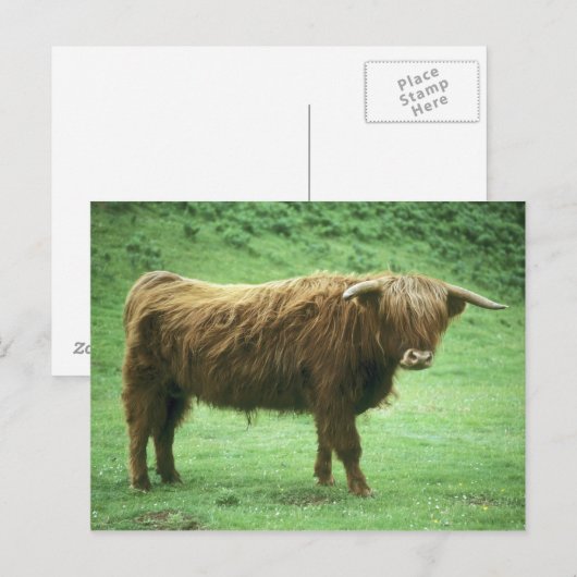 Highland Steer, Insel Mull, Innere Postkarte (Vorne/Hinten)