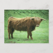 Highland Steer, Insel Mull, Innere Postkarte (Vorderseite)