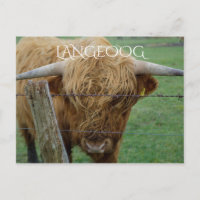 Highland Steer, Langeoog Island, Friesen