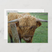 Highland Steer, Langeoog Island, Friesen Postkarte (Vorne/Hinten)