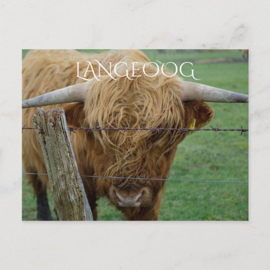 Highland Steer, Langeoog Island, Friesen Postkarte (Vorderseite)