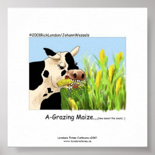Hilarious Cow Framed Print "A-Grazin' Maize" Poster