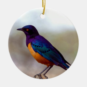 Hildebrandt's Starling Lamprotornis Hildebrandti Keramikornament