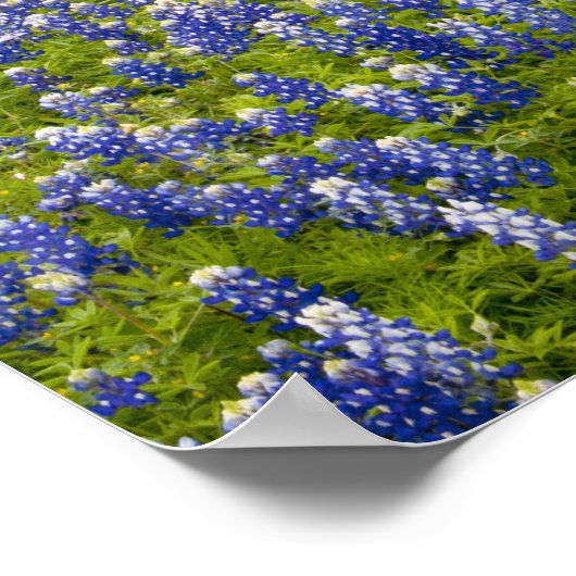 Hill Country, Texas, Bluebonnets und Eichenbaum Poster (Ecke)