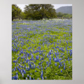 Hill Country, Texas, Bluebonnets und Eichenbaum Poster (Vorne)