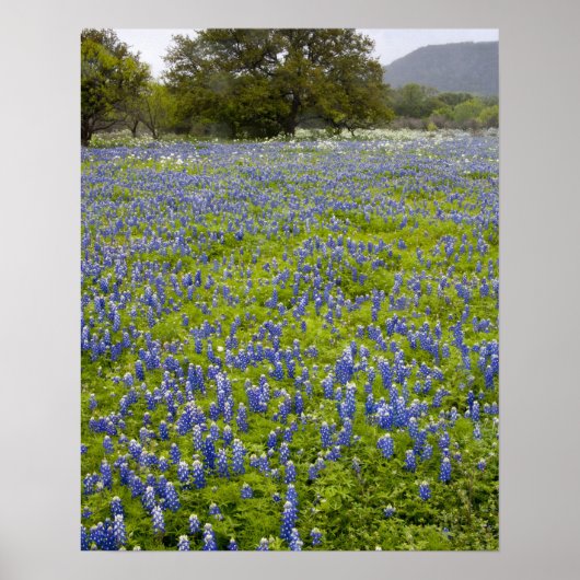 Hill Country, Texas, Bluebonnets und Eichenbaum Poster (Vorne)
