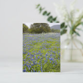 Hill Country, Texas, Bluebonnets und Eichenbaum Postkarte (Stehend Vorderseite)