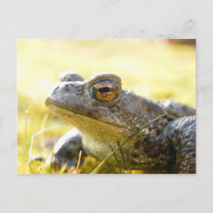 Hill End Toad Postkarte
