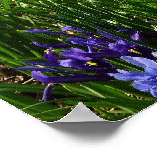 Hillside of Early Spring Flowers Landschaft Poster (Ecke)