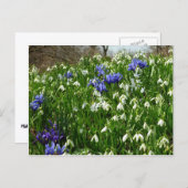 Hillside of Early Spring Flowers Landschaft Postkarte (Vorne/Hinten)