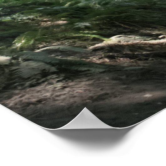 "Hillside Trail", Muir Woods Poster (Ecke)