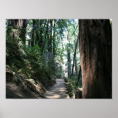 "Hillside Trail", Muir Woods Poster (Vorne)