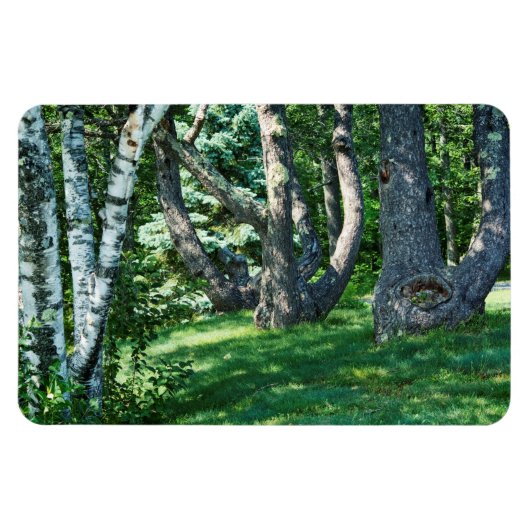 Hillside Trees Magnet (Horizontal)