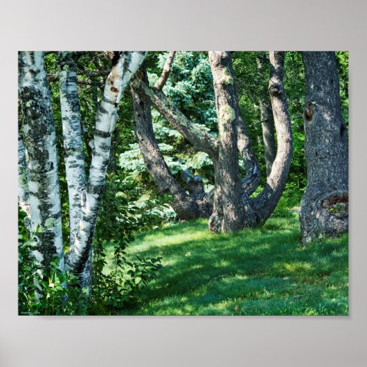 Hillside Trees Poster (Vorne)
