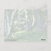 Hillside Trees Postkarte (Rückseite)