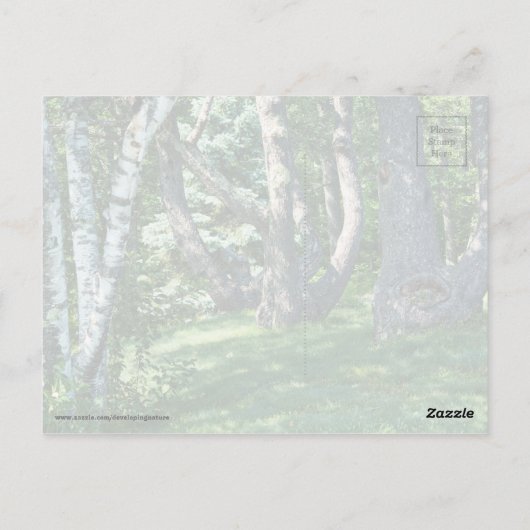 Hillside Trees Postkarte (Rückseite)