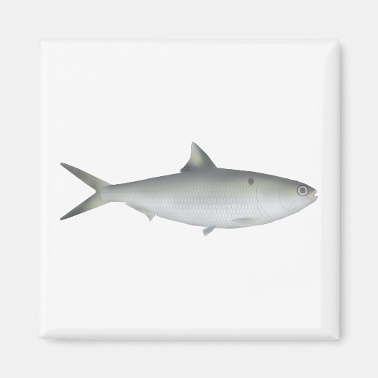 Hilsa Shad Magnet (Vorne)