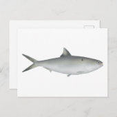 Hilsa Shad Postkarte (Vorne/Hinten)