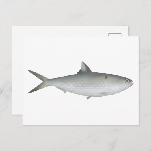 Hilsa Shad Postkarte (Vorne/Hinten)