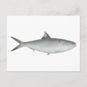 Hilsa Shad Postkarte (Vorderseite)