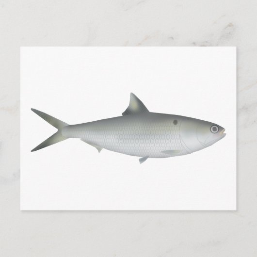 Hilsa Shad Postkarte (Vorderseite)