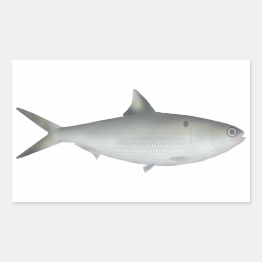 Hilsa Shad Rechteckiger Aufkleber (Vorderseite)