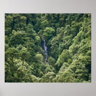 Himalaja-Wald im Mangdue-Tal, Bhutan Poster