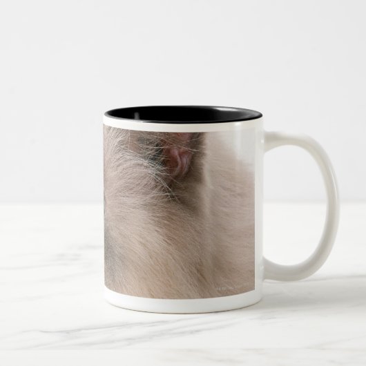 Himalaja Zweifarbige Tasse (Rechts)