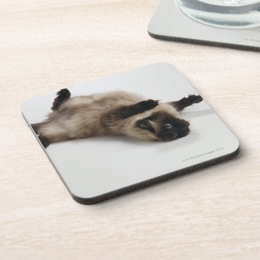 Himalajakatze, die zurück auf seiner liegt getränkeuntersetzer (Linke Seite)