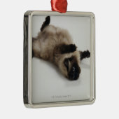 Himalajakatze, die zurück auf seiner liegt silbernes ornament (Rechts)