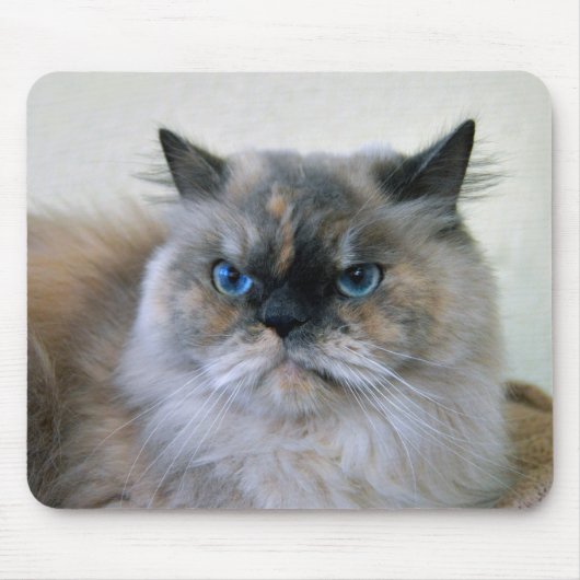 Himalaya-Katze mit blauen Augen Mousepad (Vorne)