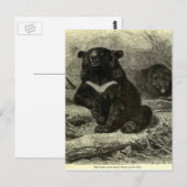 Himalaya-Schwarzbär Postkarte (Vorne/Hinten)
