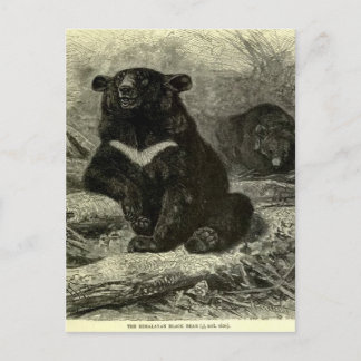 Himalaya-Schwarzbär Postkarte