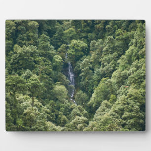 Himalaya-Wald im Mangdue-Tal, Bhutan Fotoplatte