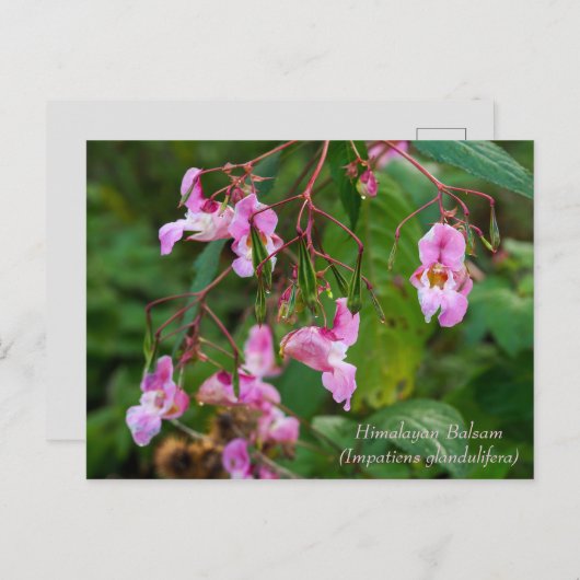 Himalayan Balsam Blume Postcard Postkarte (Vorne/Hinten)