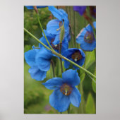 Himalayan Blue Poppy Blume Poster (Vorne)