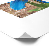 Himalayan Blue Poppy Floral Poster (Ecke)