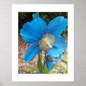 Himalayan Blue Poppy Floral Poster (Vorne)