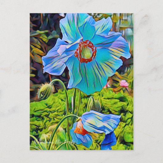 Himalayan Blue Poppy [Postcard] Postkarte (Vorderseite)