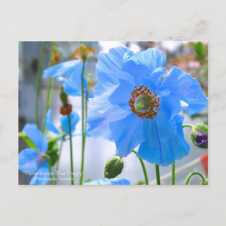 Himalayan Blue Poppy:Postcard Postkarte