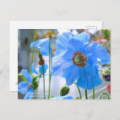 Himalayan Blue Poppy:Postcard Postkarte (Vorne/Hinten)