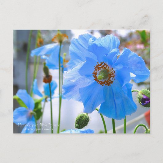 Himalayan Blue Poppy:Postcard Postkarte (Vorderseite)
