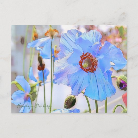 Himalayan Blue Poppy [Postcard] Postkarte (Vorderseite)