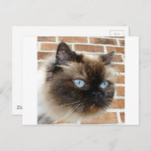 Himalayan cat foto with blue eyes postkarte (Vorne/Hinten)