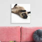 Himalayan Cat Lying auf seinem Rücken Leinwanddruck (Insitu (Wohnzimmer))