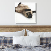 Himalayan Cat Lying auf seinem Rücken Leinwanddruck (Insitu (Schlafzimmer))