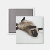 Himalayan Cat Lying auf seinem Rücken Magnet (Vorderseite/Rückseite)