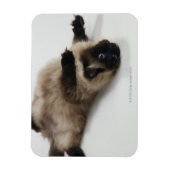 Himalayan Cat Lying auf seinem Rücken Magnet (Vertikal)